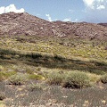 Nye County, a surprise seep in the high desert.