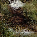 Nye County, growing in a rapidly flowing streamlet.