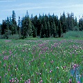 Clackamas County, a site with Drosera anglica.