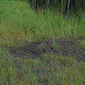 Wallowa County, an inexplicable hole in a Sphagnum mat.