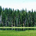 Wallowa County, a botanically rich site with Utricularia and Drosera anglica.