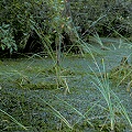 Kershaw County, pocosin or bay vegetation, almost impassable