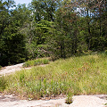 Greenville County, a comparatively dry S. jonesii escarpment site.