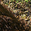 Greenville County, a Sarracenia purpurea var. montana site.