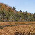 Rutland County, a beautiful site with U. geminiscapa, D. intermedia, and lots of moose poop.