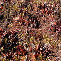 Sarracenia purpurea