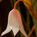 Heliamphora hybrid