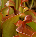 Nicely grown pitchers.