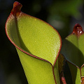 Heliamphora minor