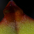 Heliamphora minor