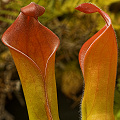 A cluster of pitchers.