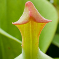 Heliamphora tatei