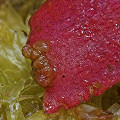 New plants forming at the base of a Dionaea leaf-pulling.