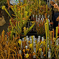 Plant sale