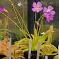 Pings in cultivation.