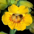 Flower in cultivation.