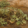 Plant in Yolo County.