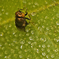 Captured fly  in Yolo County.