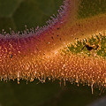 Glandular leaf in Cochise County.