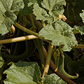 Plant in Cochise County.