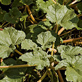 Plant in Cochise County.