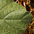 Buggy leaf in Cochise County.