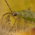 Juvenile crawling around on Ibicella lutea