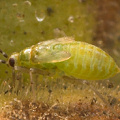 Juveniles crawling around on Ibicella lutea