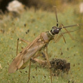 Juvenile crawling around on Ibicella lutea