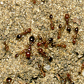 Fire ants.