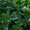 Plants.