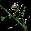 A flowering plant in Yolo County.