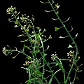 A flowering plant in Yolo County.