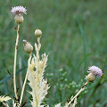 Abnormal flowers.