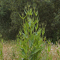 Dipsacus fullonum