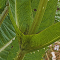 Dipsacus fullonum