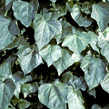 Leaves.