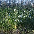 Plant in Yolo County.