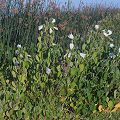 Plant in Yolo County.