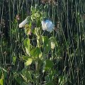 Plant in Yolo County.