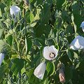 Plant in Yolo County.