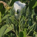 Plant in Yolo County.