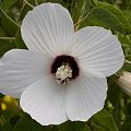 Plant in Yolo County.