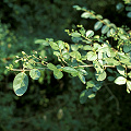 Leaves.