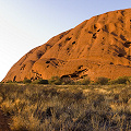 Growing at the base of Uluru, Western Australia.