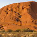 Growing at the base of Uluru, Western Australia.