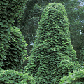 Plant.