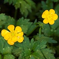 Ranunculus repens var repens in ditch.