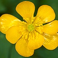 Ranunculus repens var repens in ditch.