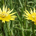 Flowers, El Dorado County.